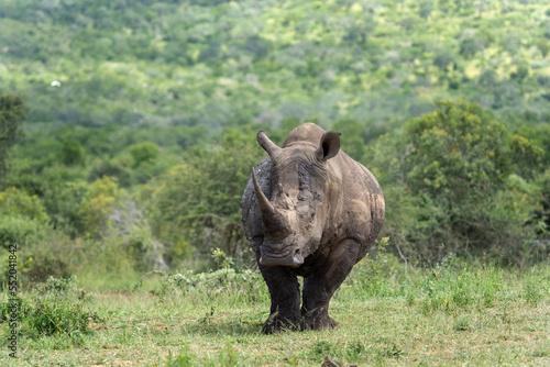 White rhinoceros in the Hluhluwe Imfolozi Park. Safari in South Africa. Rhino graze during day. Protected species in Africa