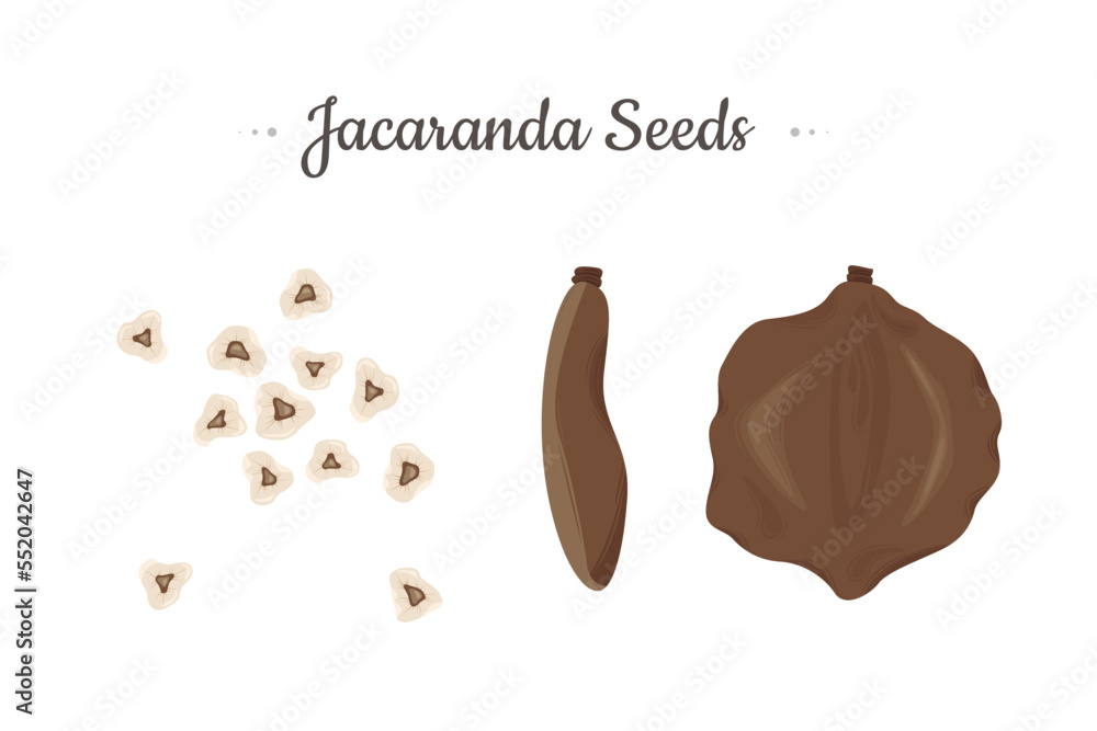 Jacaranda Mimosifolia tree. Seeds set vector illustration. Jacaranda Mimosifolia tree. Seeds set vector illustration.