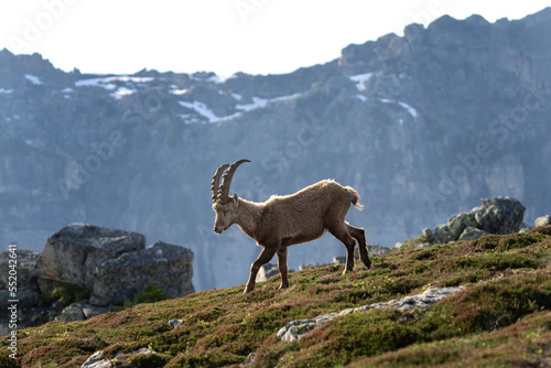 Alpine ibex in switzerland Alps. Ibex in natural habitat. Mountain goat with long horns. European nature. 
