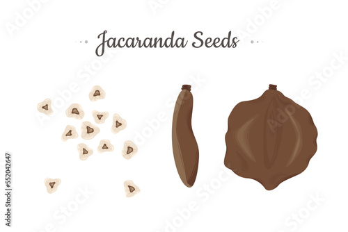 Jacaranda Mimosifolia tree. Seeds set vector illustration.