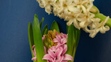 closeup of hyacinths