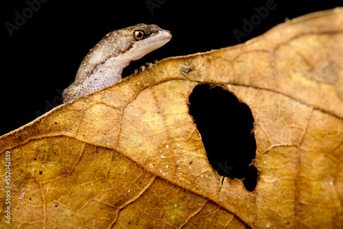 Amazonian dwarf gecko (Chatogekko amazonicus) photo