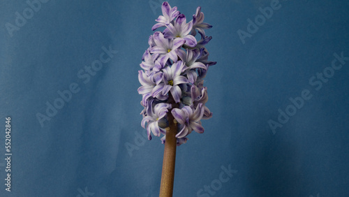 closeup of hyacinths photo