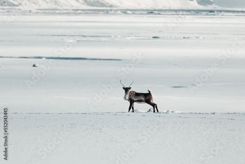 Reindeer in the polar snowy place,Iceland