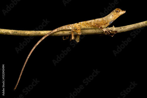 Goldenscale Anole  (Norops nitens) male photo