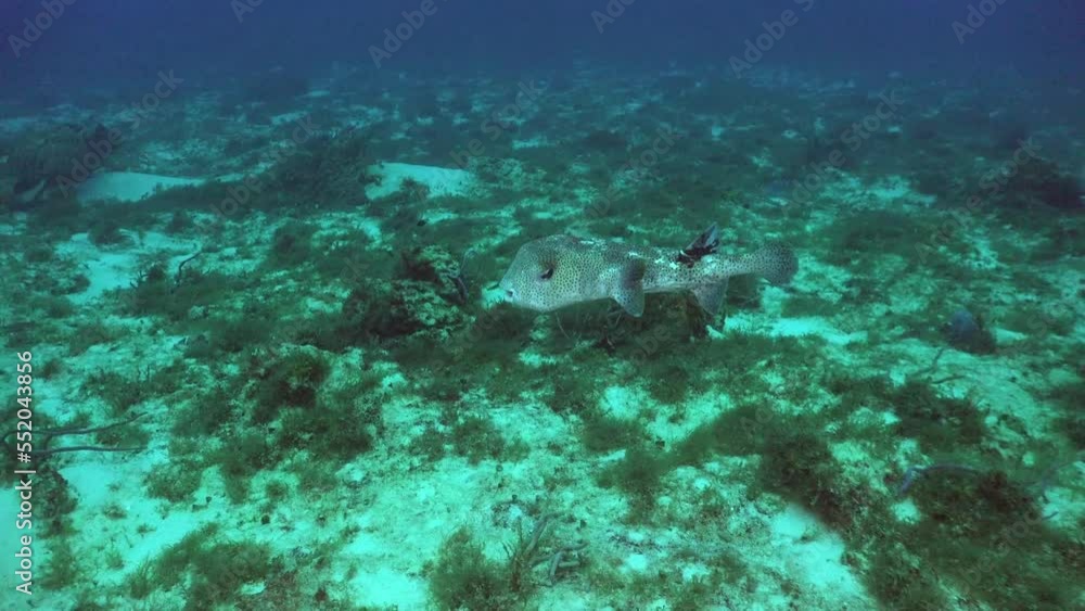 Big porcupine fish swimming over reef in Cozumel Caribbean Sea Big porcupine fish swimming over reef in Cozumel Caribbean Sea