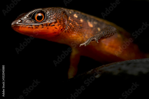 Guyana Root Tegu (Loxopholis guianense) male photo