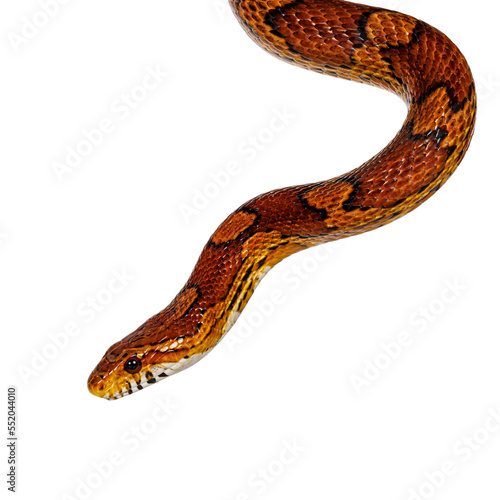 Картината върху платно Head shot of normal colored Corn Snake aka Red rat snake or  Pantherophis guttatus