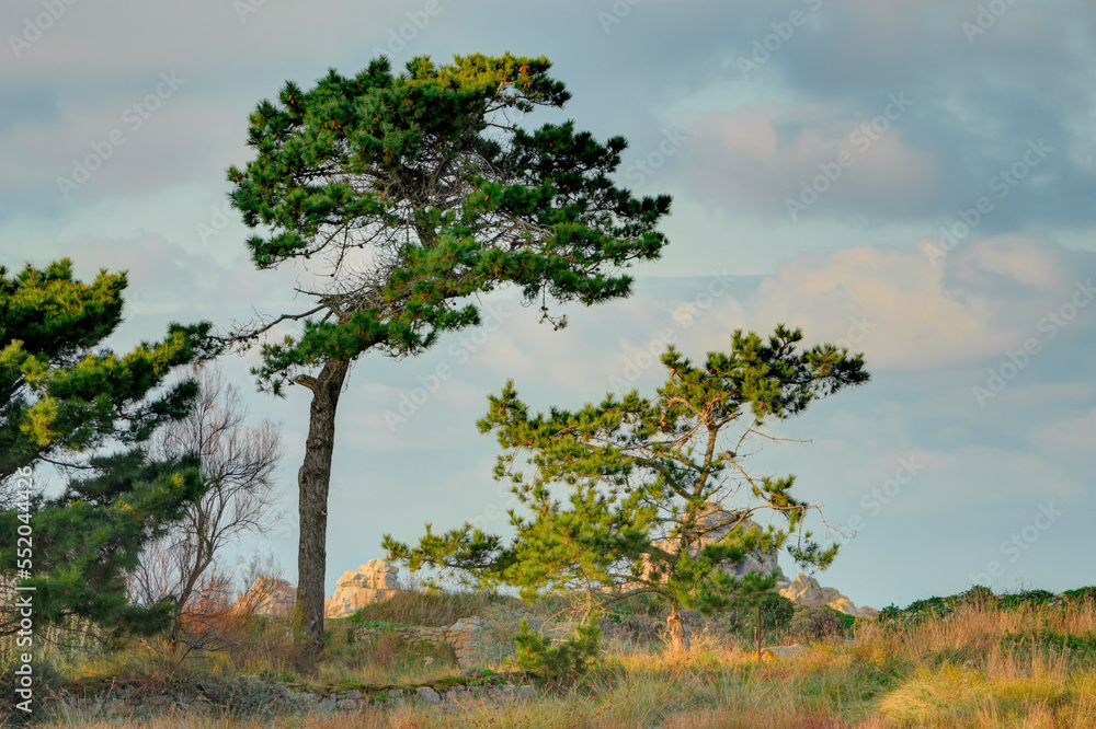Obraz premium Jolis pins sur la côte bretonne - France