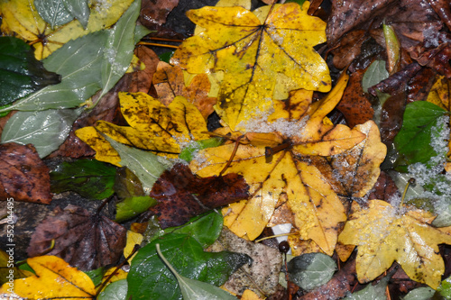 Autumn leaves, leaf, winter is coming, background