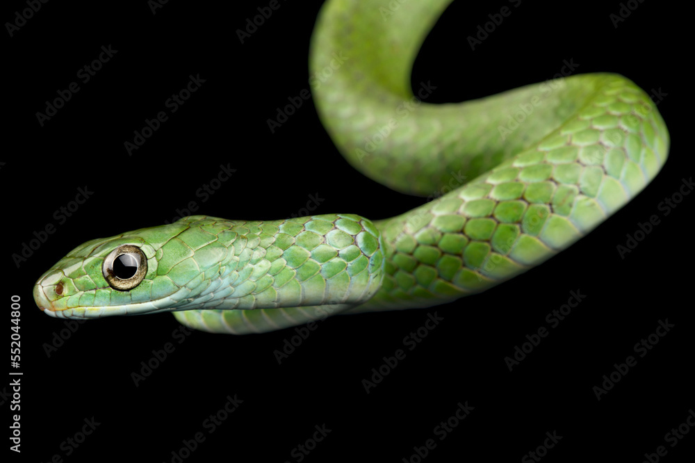 Obraz premium Wagler's Sipo (Chironius scurrulus) juvenile