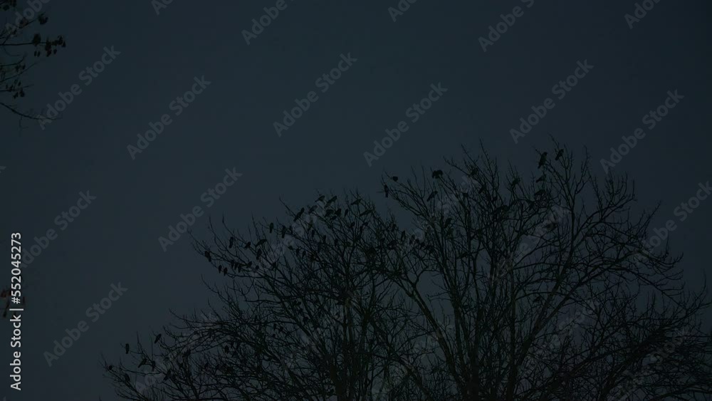 Dark NIGHT: Many birds sitting on a bare tree against very dark sky Dark NIGHT: Many birds sitting on a bare tree against very dark sky
