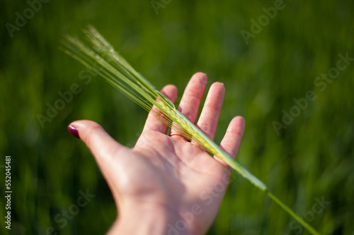 Photos wheat field in a year of good harvest