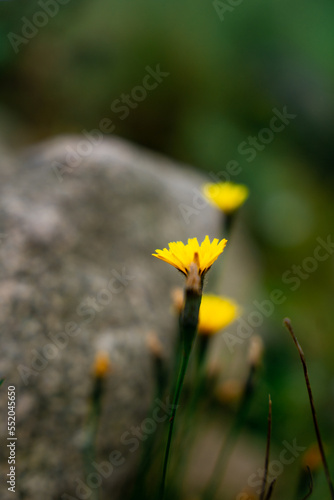 Flowers in the mountains