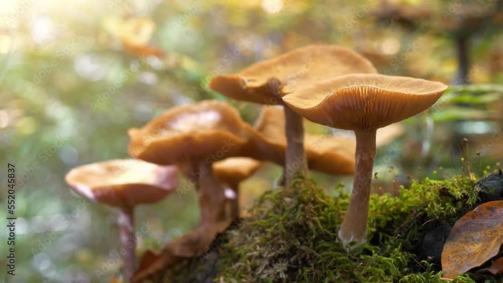 Yellow inedible mushrooms growing in the Carpathian forests Yellow inedible mushrooms growing in the Carpathian forests