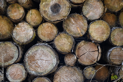 Wallpaper Mural Diseased trees in the forest cut down for firewood Torontodigital.ca