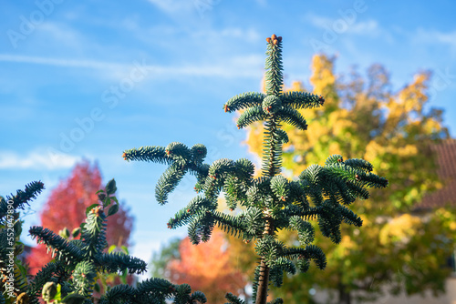 Scenic view of the top of a Spanish fir (Abies pinsapo) on a sunny day in autumn photo