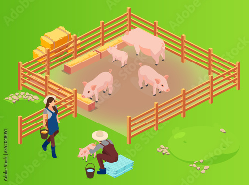 vector of a pig farm and farmenrs with pink growing piglets being fed
