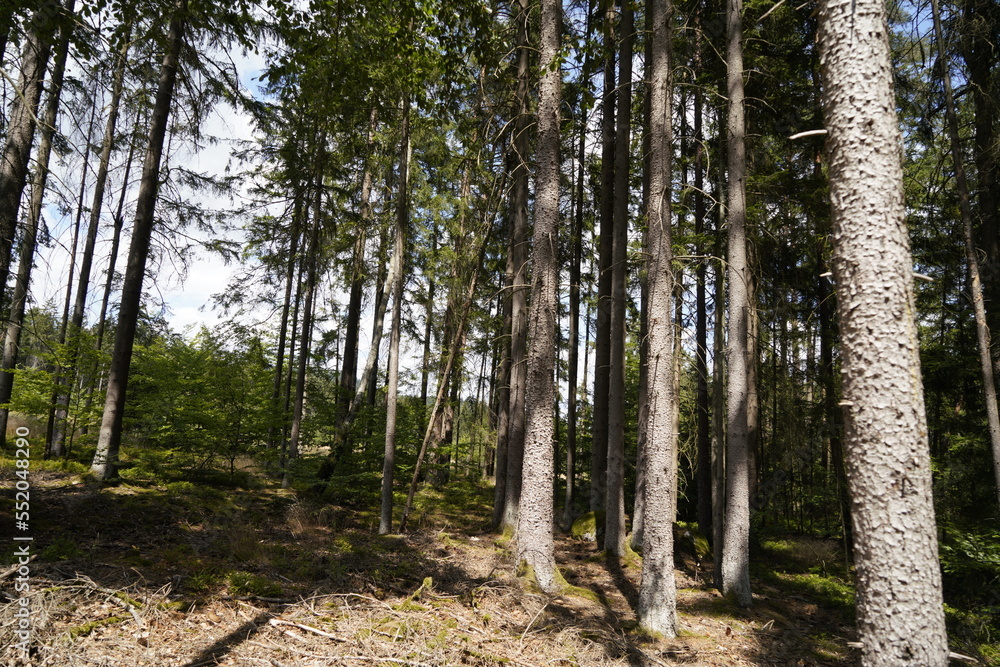 Fototapeta premium Forest dieback due to climate change, drought and storms and deforestation