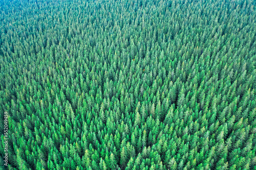 Green mountain coniferous forest. Drone view. Abstract natural background.
