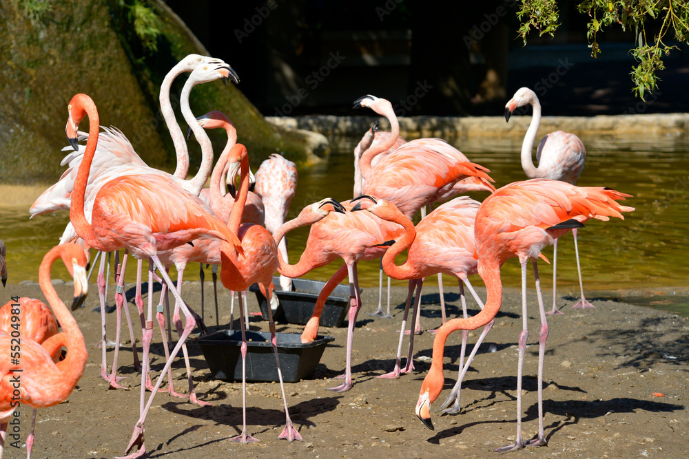 Group of Carribean flamingos (Phoenicopterus ruber) in arguing Group of Carribean flamingos (Phoenicopterus ruber) in arguing