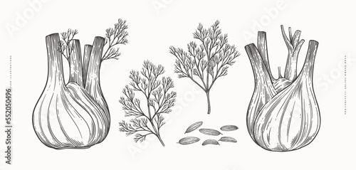 Roots and leaves of fennel on a light background isolated. Hand drawn plant for cooking healthy food. The concept of organic food. Vector vintage illustration.
