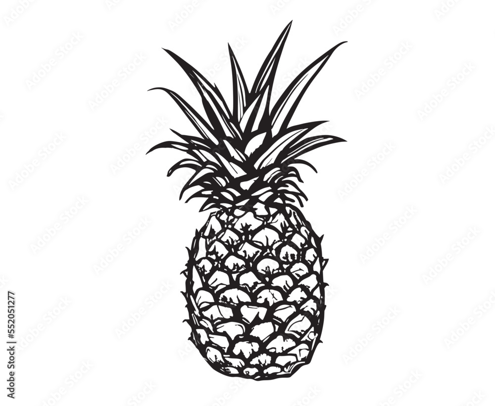 Pineapple hand drawn illustrations, vector. Pineapple hand drawn illustrations, vector.
