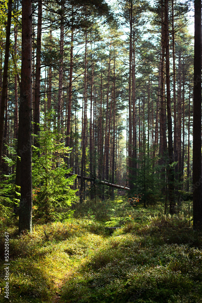 Obraz premium Fairy forest in the morning