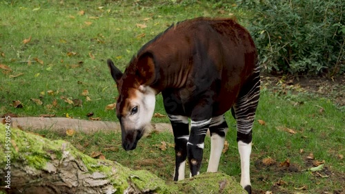 Okapi head close up standing on a meadow