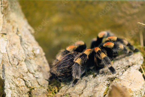 Brachypelma hamorii is a species of tarantula found in Mexico. Background with selective focus and copy space