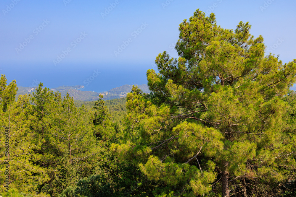 Green coniferous plants in the mountainous part of the Turkish Mediterranean coast. Atmospheric landscape