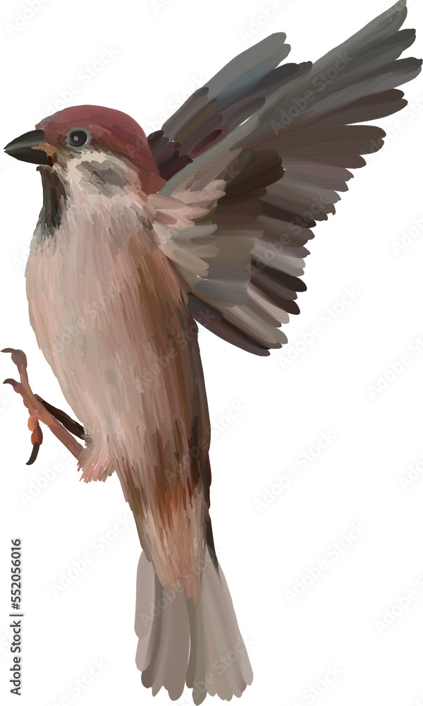 Fototapeta premium hand drawn illustration of sparrow