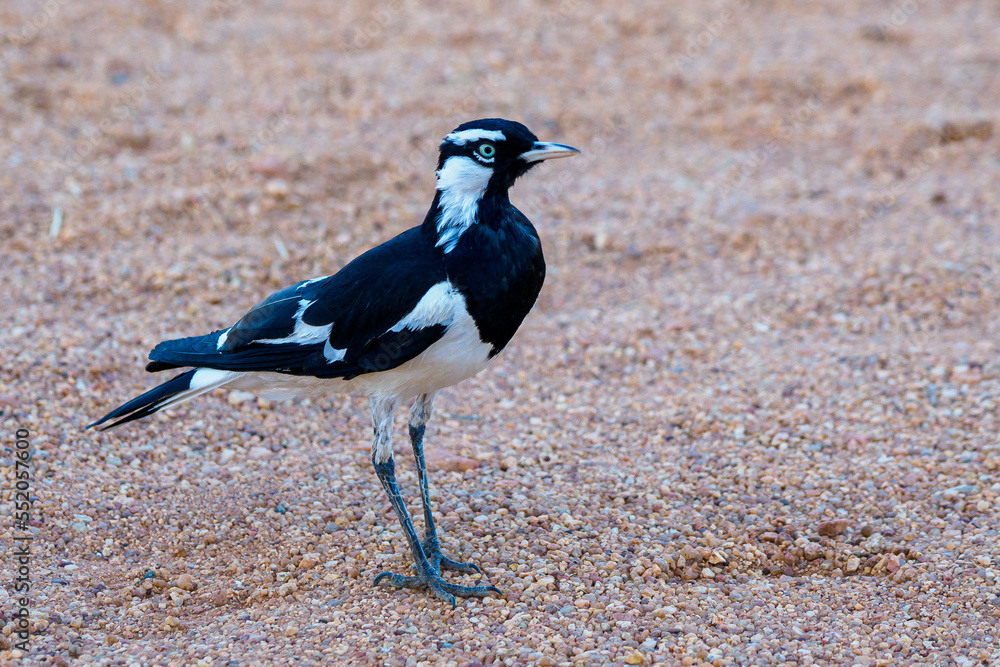 Ταπετσαρία Magpie-lark (Grallina cyanoleuca) on a gravel ground near Devil's marbles, Austr