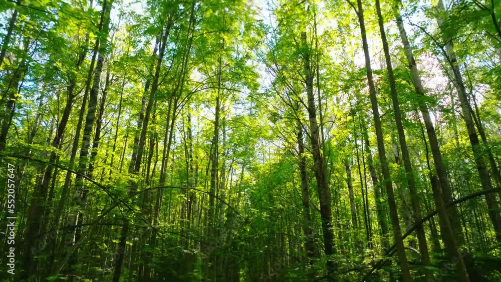The camera descends against the background of a deciduous forest in the rays of the sun. Summer forest, foliage, birch trees. The camera descends against the background of a deciduous forest in the rays of the sun. Summer forest, foliage, birch trees.
