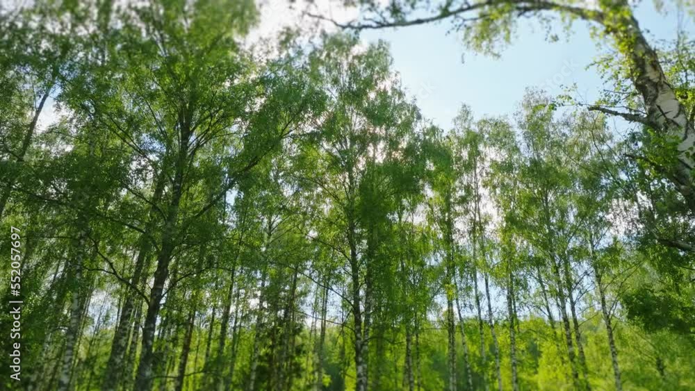 The camera descends against the background of a deciduous forest in the rays of the sun. Summer forest, foliage, birch trees. The camera descends against the background of a deciduous forest in the rays of the sun. Summer forest, foliage, birch trees.