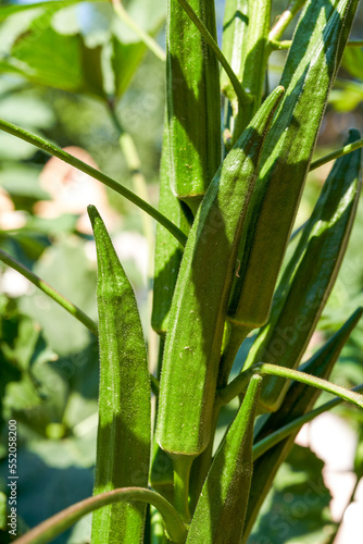 Close-up of okra growing in the farm