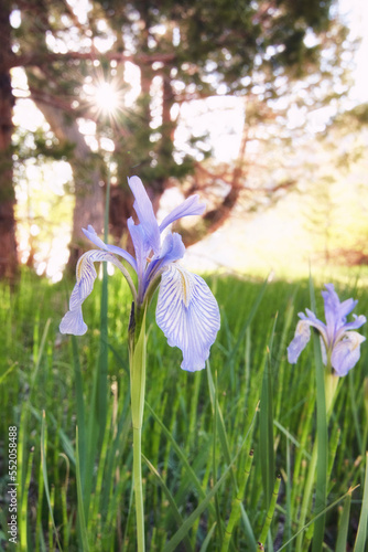 Iris in the morning