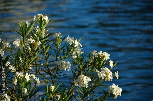 Flores junto al río Guadalquivir, Sevilla photo