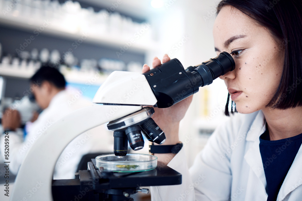 Woman, leaf and scientist with microscope for research, plant testing or analysis. Food science, biotechnology and female doctor or botanist with medical petri dish for gmo experiment in laboratory. Woman, leaf and scientist with microscope for research, plant testing or analysis. Food science, biotechnology and female doctor or botanist with medical petri dish for gmo experiment in laboratory.