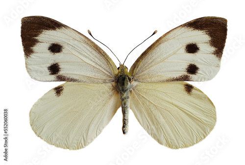 Female large white butterfly, also called Cabbage Butterfly or Cabbage White (Pieris brassicae), open wings isolated on white background