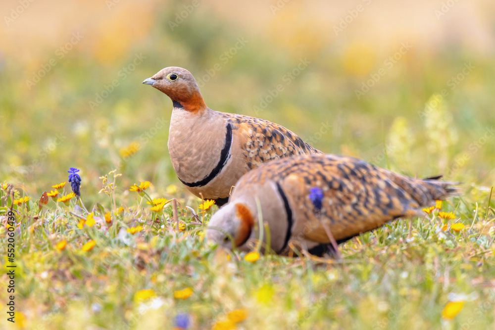 Obraz premium Black Bellied Sandgrouse between Flowers