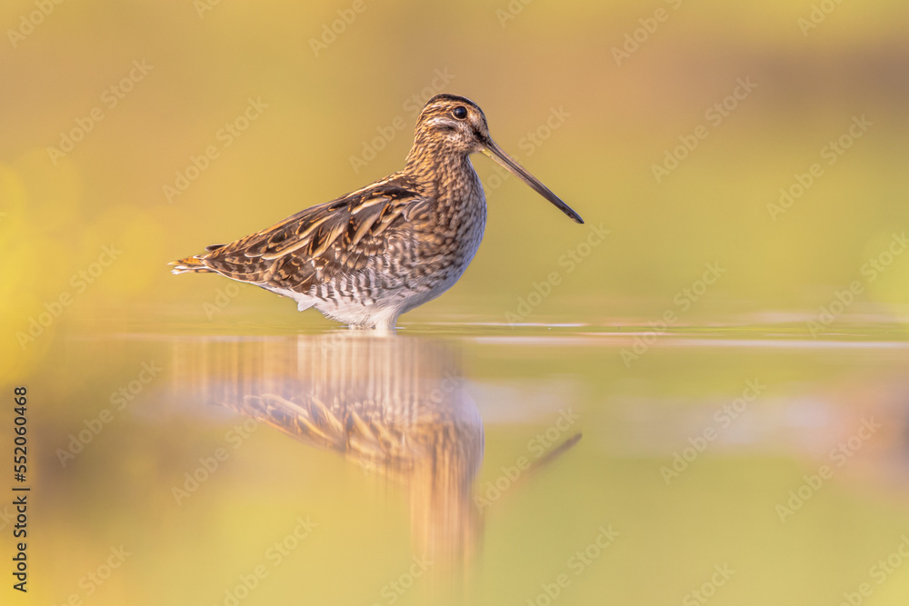 Common snipe wader bird in habitat background Common snipe wader bird in habitat background