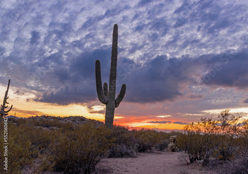 Saguaro Cactus Along Hiking Trail At Sunset In Scottsdale AZ