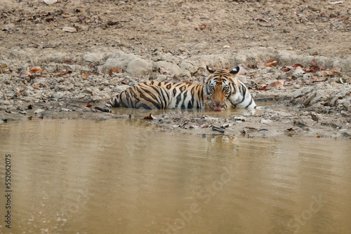 Tiger  Bengal Tiger  Panthera tigris Tigris   in Bandhavgarh National Park in India