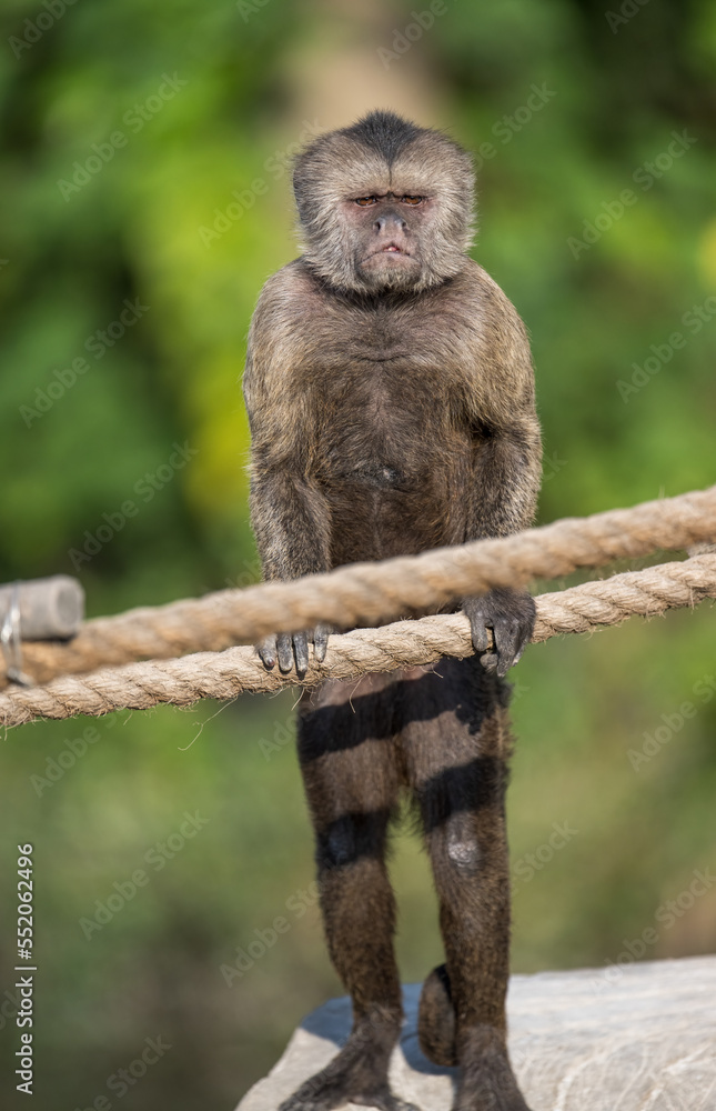 Fototapeta premium A White-fronted Capuchin stands on rock, full length portrait