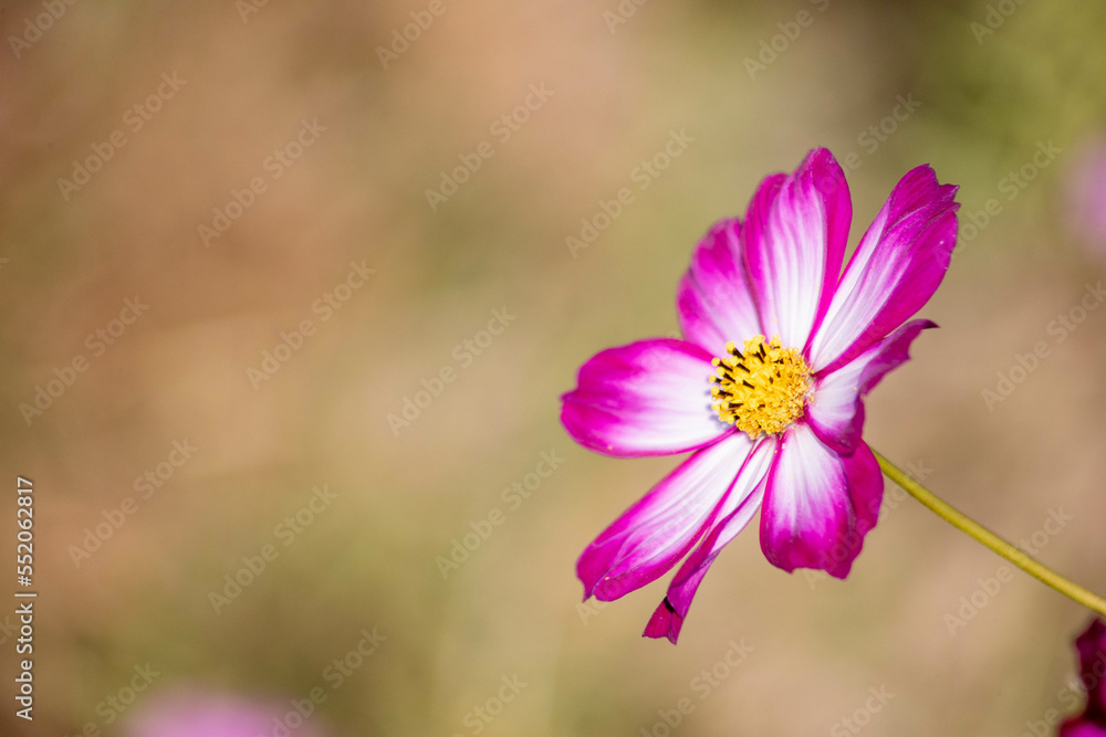 Obraz premium コスモス