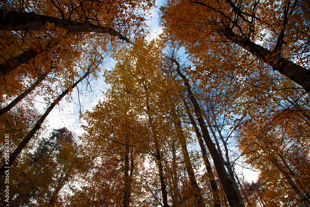 Fototapeta premium Looking upwards at the vibrant colors of the foliage on the trees in the forest against the clear blue sky on a sunny day in autumn