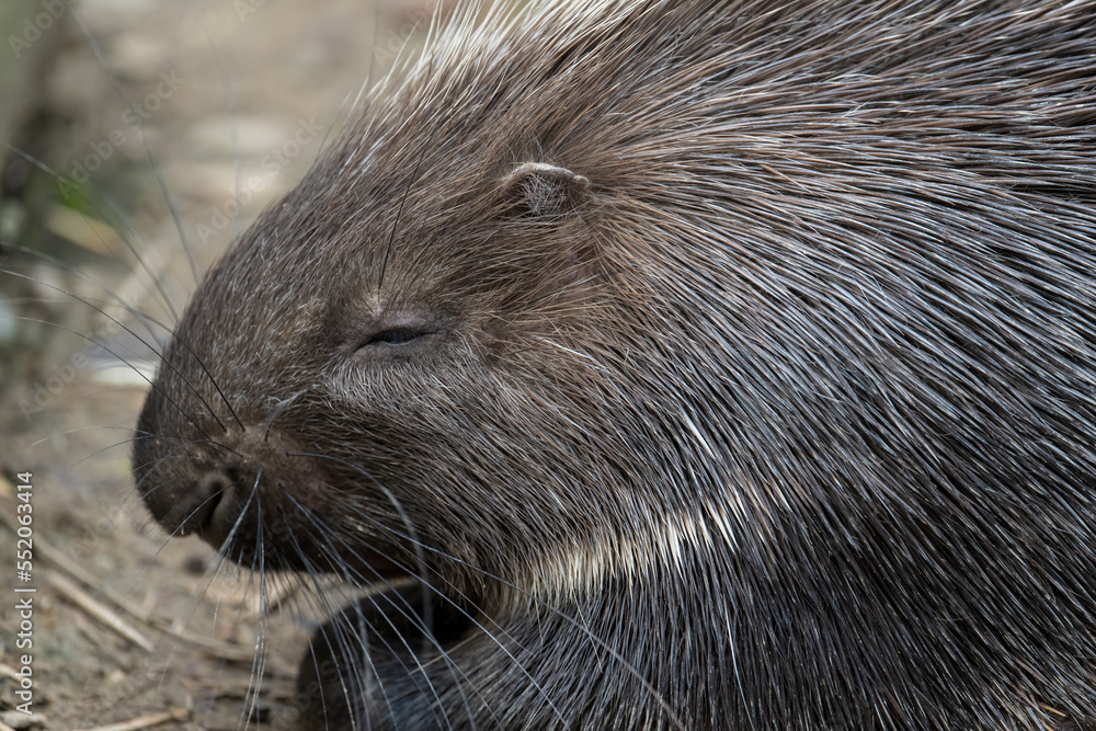 porcupine profile in close up porcupine profile in close up