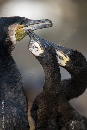 cormorants mother feed babies