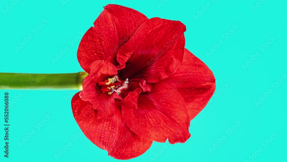 Red Amaryllis Flower Bud Opens in Stop Motion Animation on a Blue Background. Perfect Spring Plant Hippeastrum Grows Up Fast in Time Lapse. Vertical Video, Side View Red Amaryllis Flower Bud Opens in Stop Motion Animation on a Blue Background. Perfect Spring Plant Hippeastrum Grows Up Fast in Time Lapse. Vertical Video, Side View